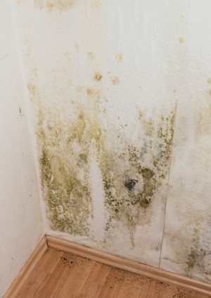 Health Problems Caused By Mold in Your Home