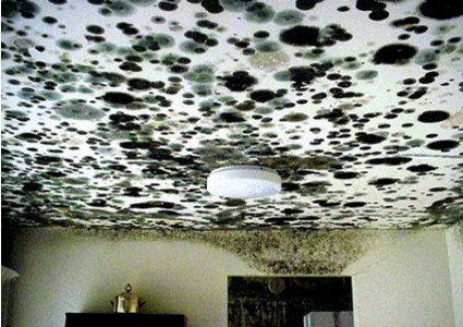 Mold Remediation in Virginia